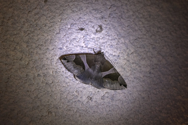 Dysgonia algira - déli porcelánbagoly