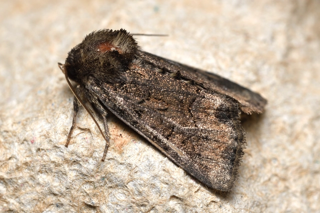 Oligia strigilis - kormos dudvabagoly