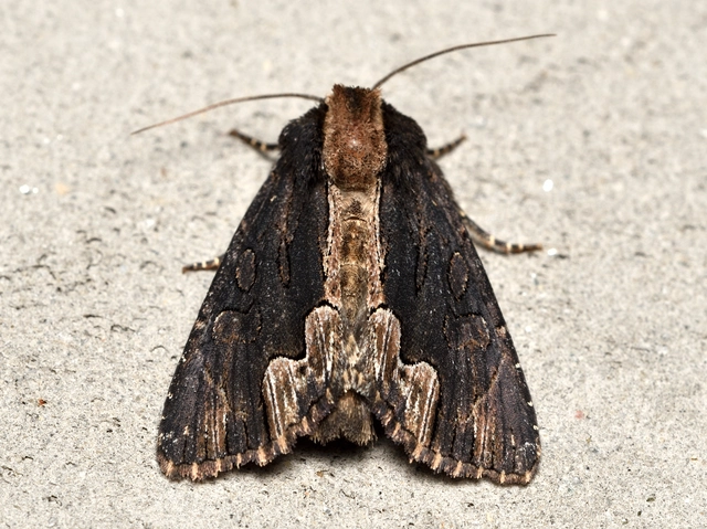 Dypterygia scabriuscula - szurokbarna nyáribagoly