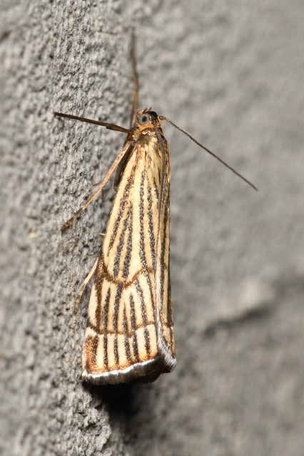 Chrysocramboides craterella - rácsos fűgyökérmoly