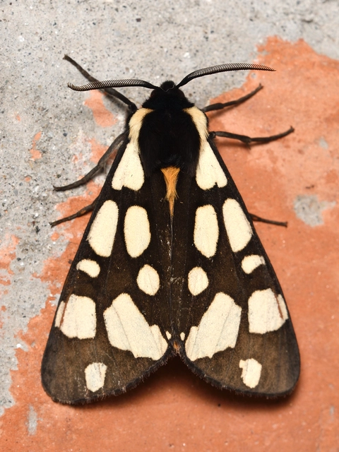 Arctia villica - fekete medvelepke