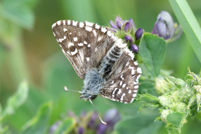 Pyrgus armoricanus - feles busalepke