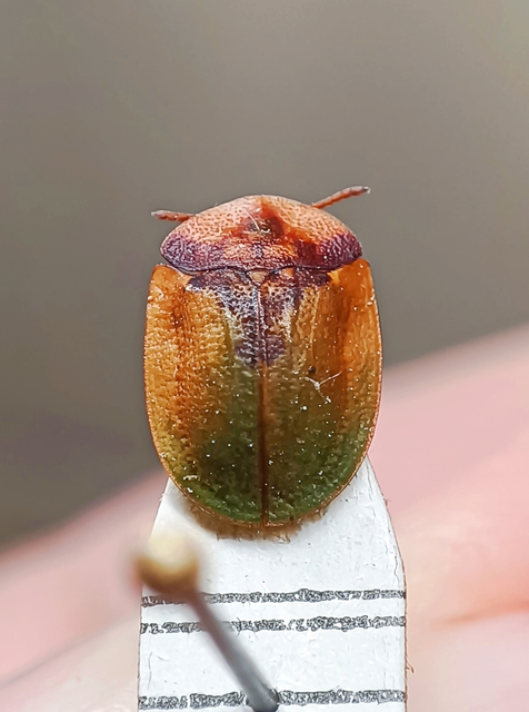 Cassida panzeri Cassida panzeri