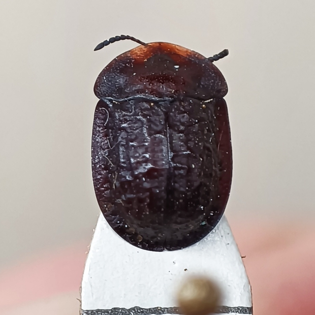 Cassida atrata - fekete pajzsbogár Cassida atrata - fekete pajzsbogár