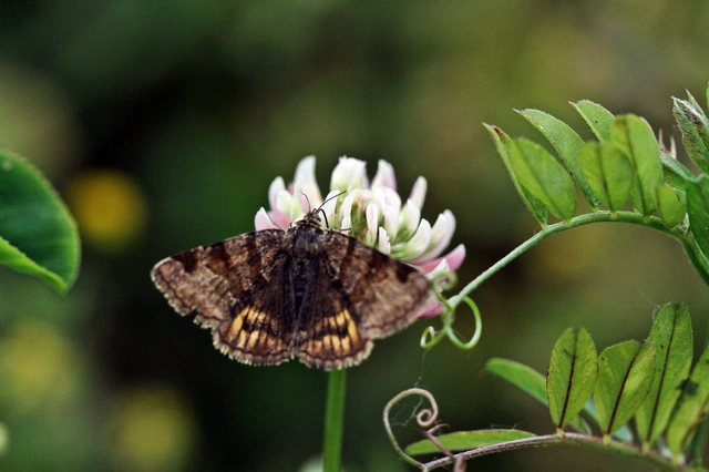 Euclidia glyphica - közönséges nappalibagoly