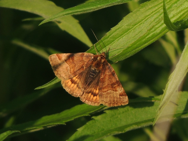 Euclidia glyphica - közönséges nappalibagoly