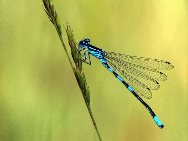 Coenagrion scitulum - mediterrán légivadász