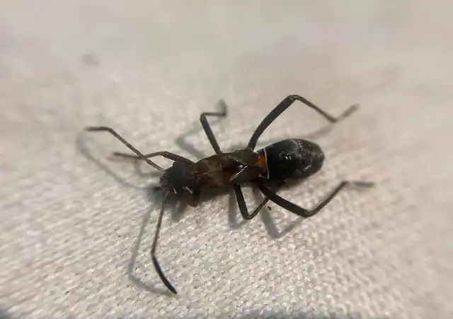 Alydus calcaratus - szőrös tövispoloska