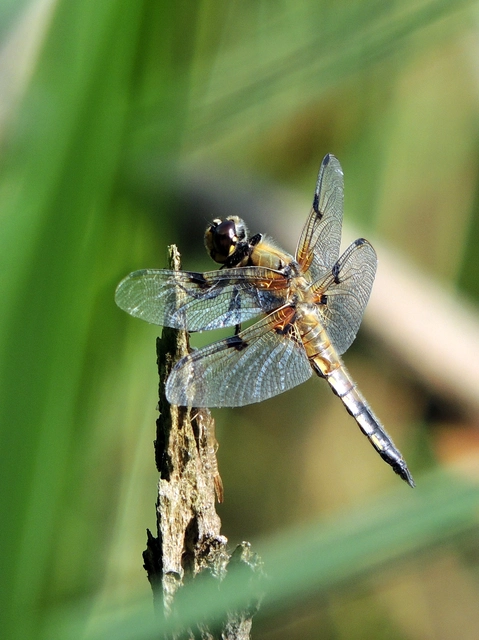 Libellula quadrimaculata - négyfoltos laposacsa