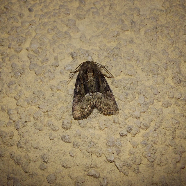 Oligia strigilis/latruncula/versicolor