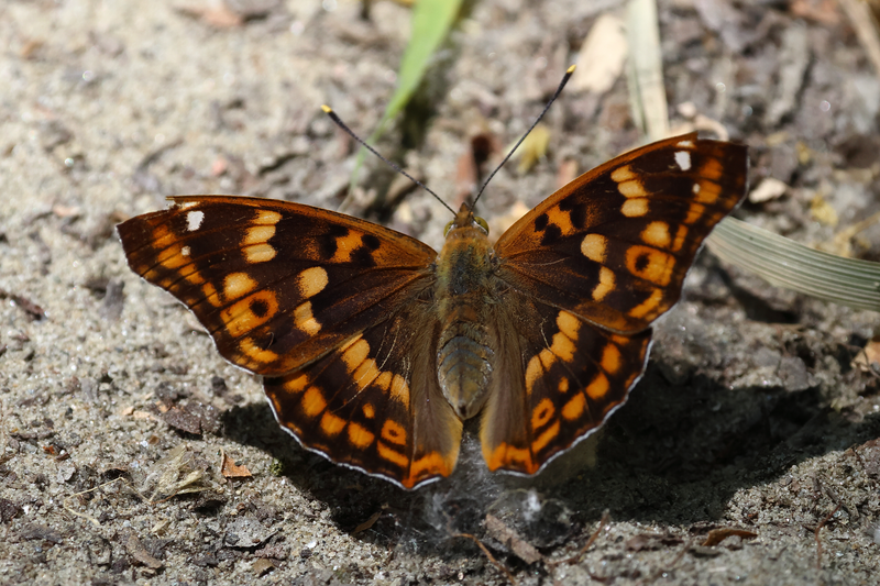 Apatura metis - magyar színjátszólepke