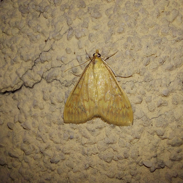 Ostrinia nubilalis - kukoricamoly