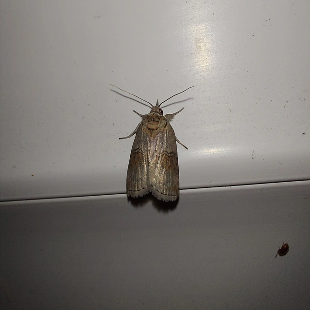 Nycteola asiatica - nyárfa-trapézbagoly