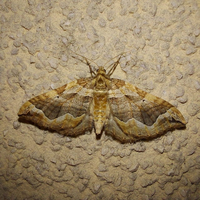 Pelurga comitata - nagy tarkaaraszoló
