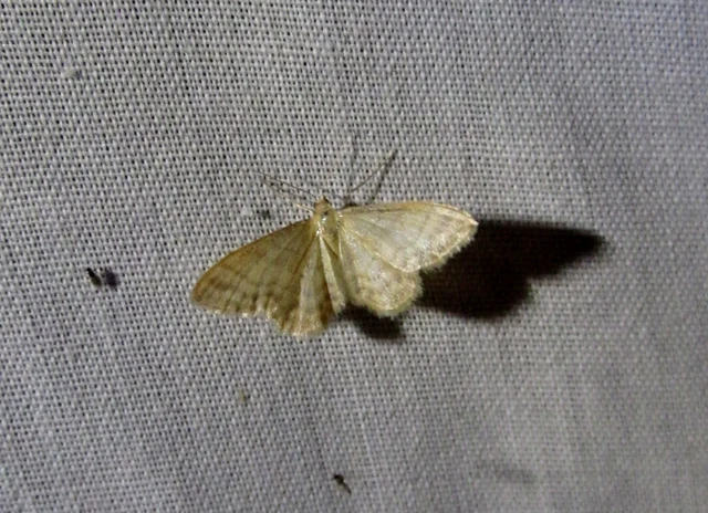 Idaea dilutaria - napvirág-apróaraszoló
