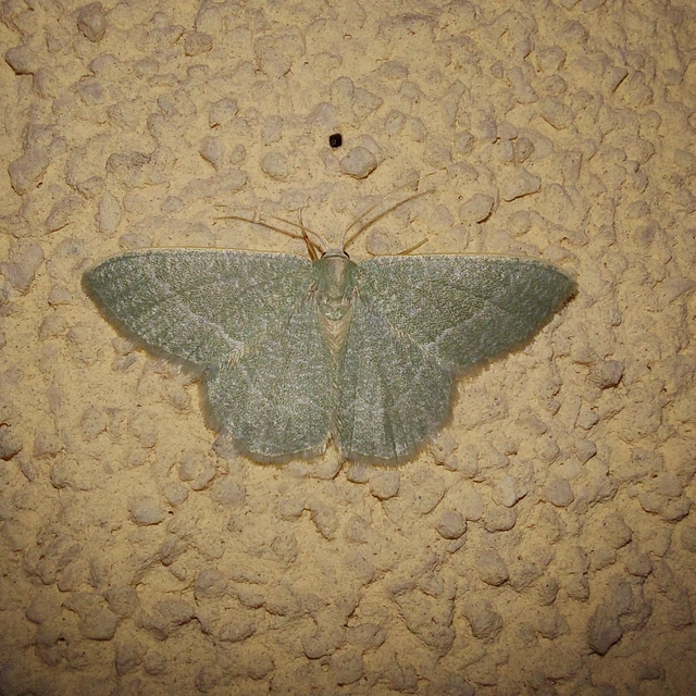 Phaiogramma etruscaria - fehérpettyes zöldaraszoló