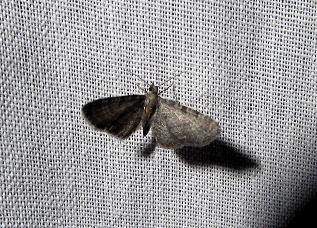 Eupithecia haworthiata - rozsdástestű törpearaszoló