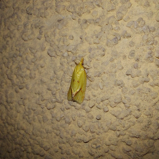 Agapeta hamana - közönséges sárgamoly