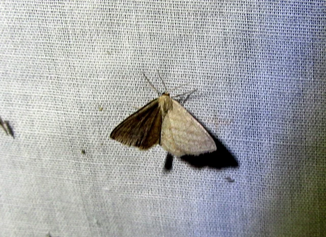 Scopula virgulata - vesszős sávosaraszoló