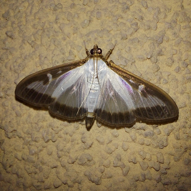 Cydalima perspectalis - puszpáng-tűzmoly