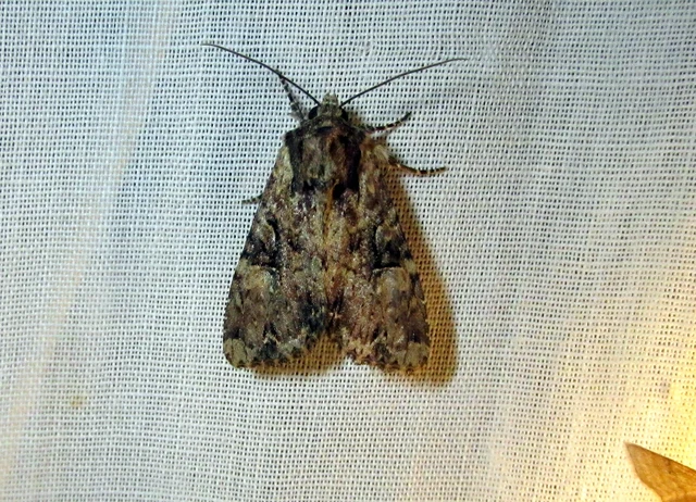 Apamea epomidion - vörösbarna dudvabagoly