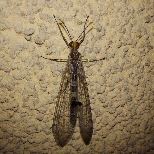 Megistopus flavicornis - kétfoltos hangyaleső