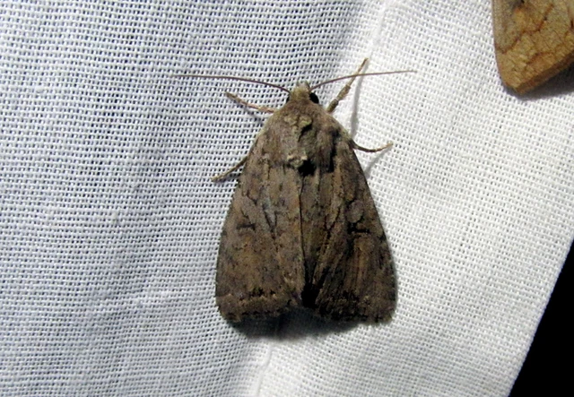 Apterogenum ypsillon - ipszilon-erdeibagoly