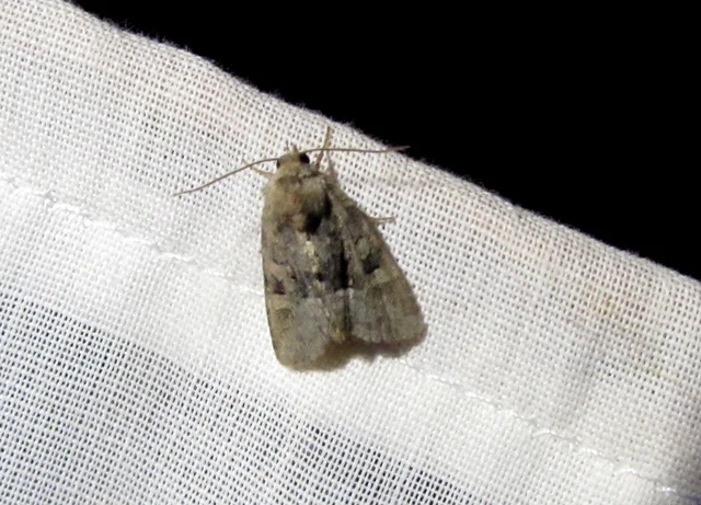 Oligia strigilis/latruncula/versicolor