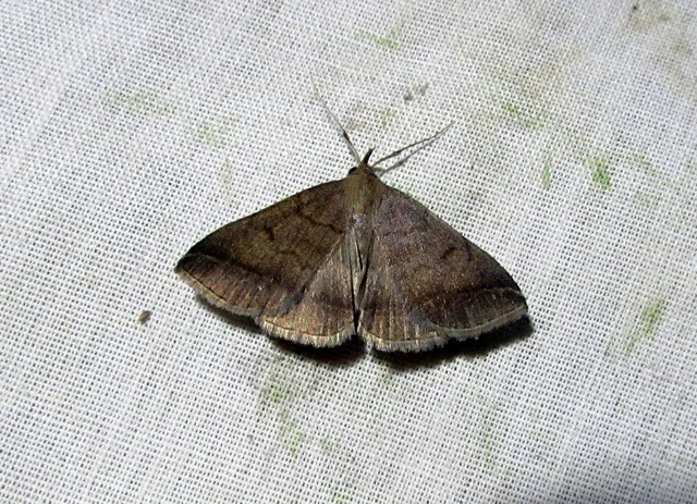 Zanclognatha lunalis - pelyheslábú karcsúbagoly
