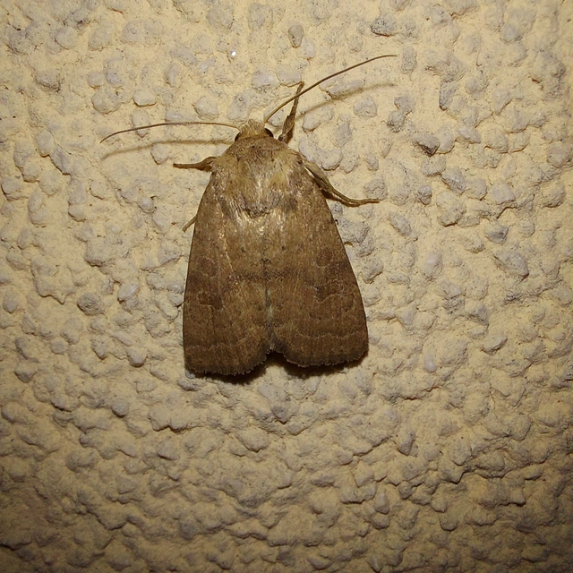 Hoplodrina octogenaria - barna selymesbagoly