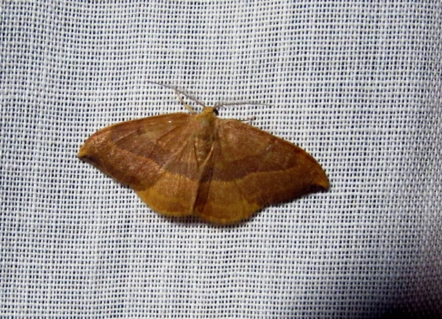 Watsonalla cultraria - bükkfa-sarlósszövő