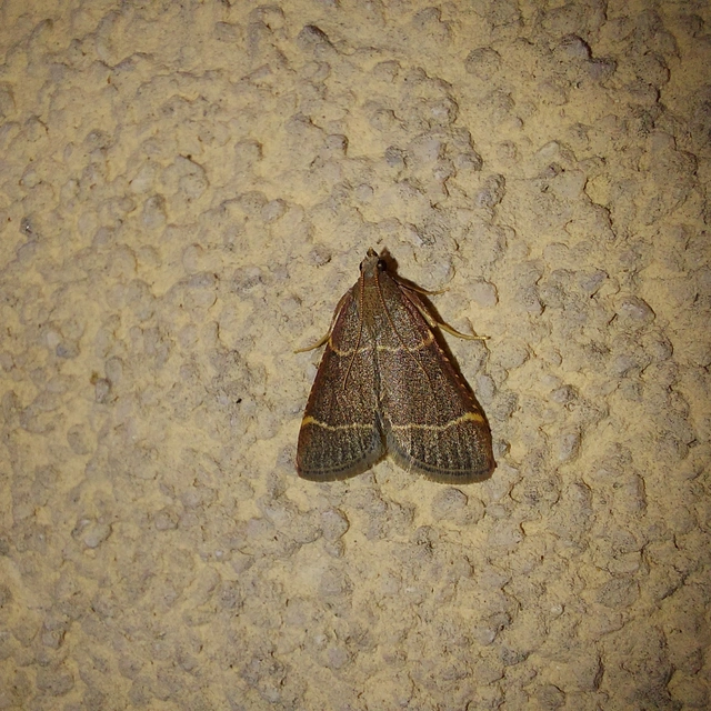 Hypsopygia glaucinalis - rezes fényilonca