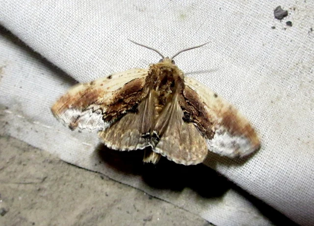 Ptilodon cucullina - csuklyás púposszövő