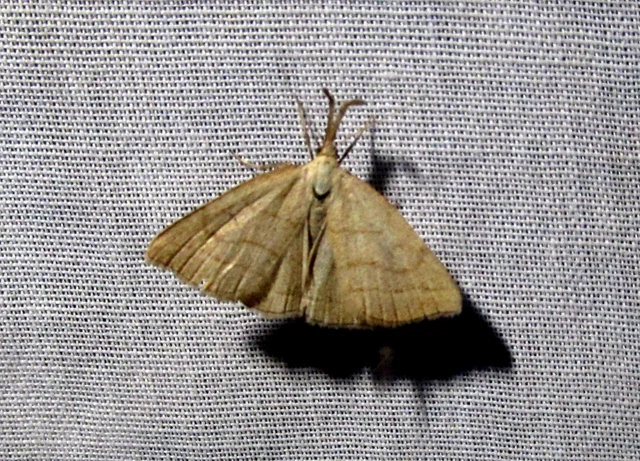 Polypogon tentacularia - sötétaljú karcsúbagoly