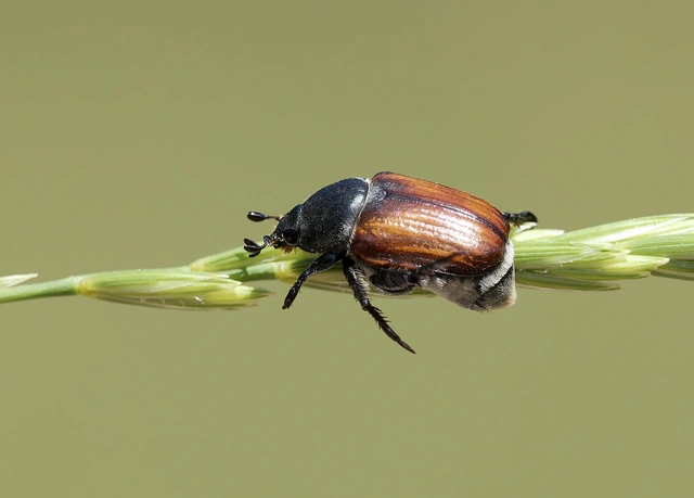 Anisoplia lata - széles szipoly Anisoplia lata - széles szipoly