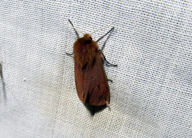 Phragmatobia fuliginosa - füstös medvelepke