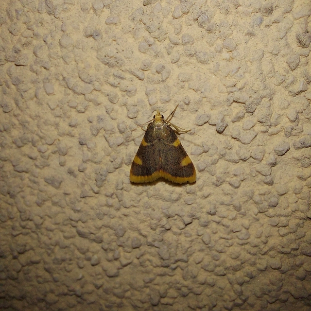 Hypsopygia costalis - szénailonca