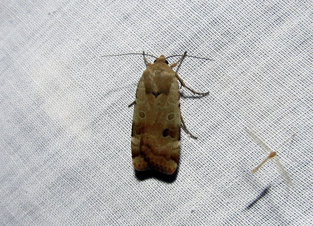 Noctua interposita - köztes sárgafűbagoly
