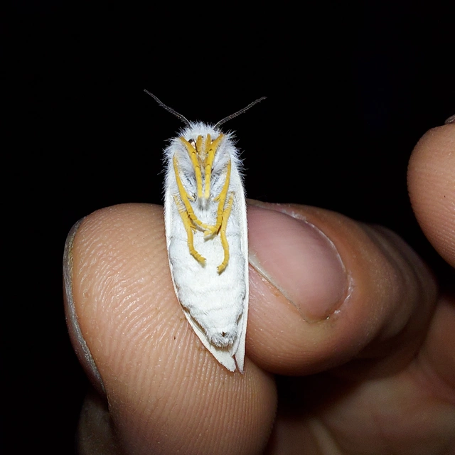 Laelia coenosa - nádi szövő
