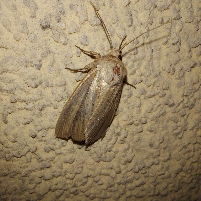 Mythimna pudorina - vörös rétibagoly