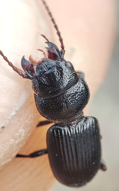 Dixus clypeatus - pajzsosnyakú futó