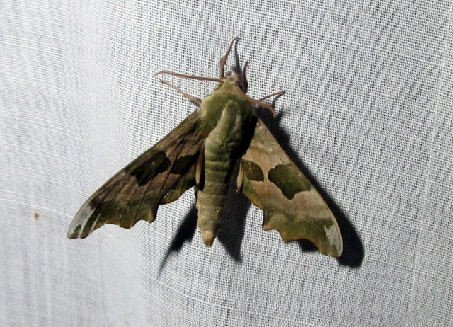 Mimas tiliae - hársfaszender