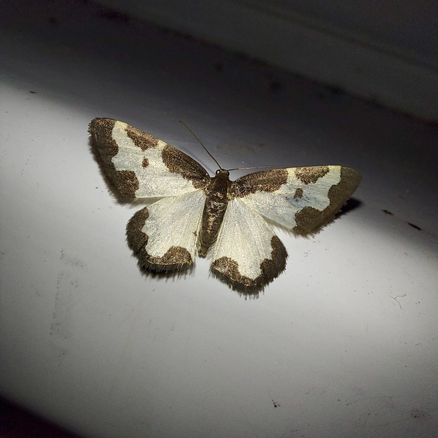 Lomaspilis marginata - szegélyes nyárfaaraszoló