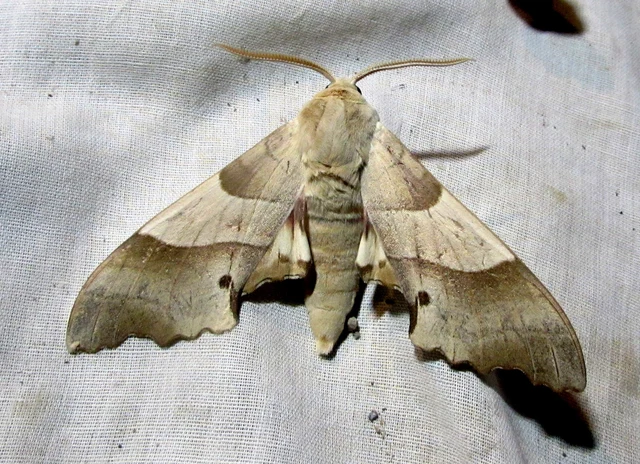 Marumba quercus - tölgyfaszender