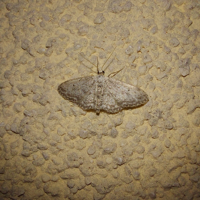 Idaea seriata - szürke apróaraszoló