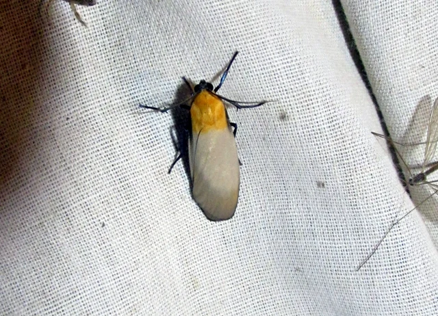 Lithosia quadra - négypettyes zuzmószövő