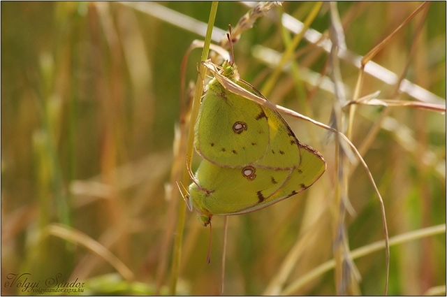Colias croceus - sáfránylepke