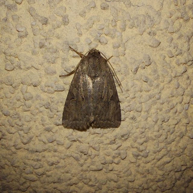 Apterogenum ypsillon - ipszilon-erdeibagoly