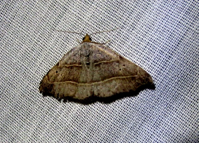 Laspeyria flexula - zuzmóbagoly