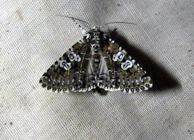 Lamprosticta culta - hármasfoltú bagoly